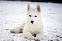 Hope - Wspolne zabawy szczeniat 11 tygodni